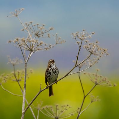 Singing Sparrow