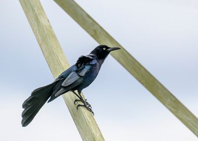 Great-tailed Grackle