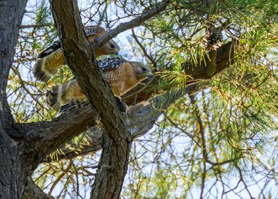 Pair of Red Shouldered Hawks