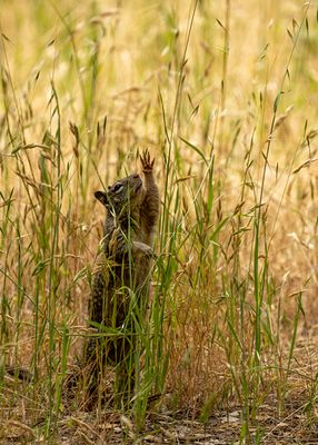 Reaching for the seeds