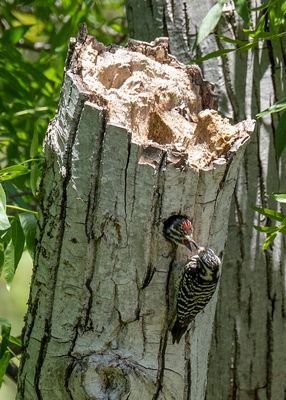 Feeding time at the Acorn Woodpecker nest