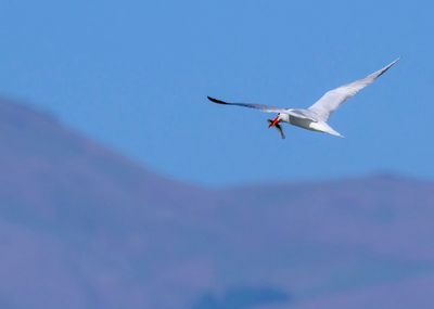 Tern with catch