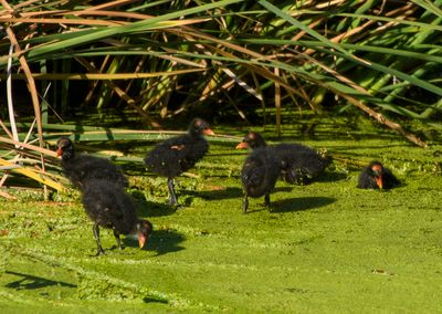 Common Moorhen Chicks