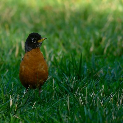 American Robin