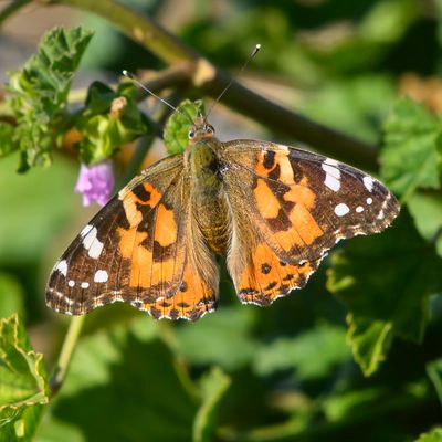 Painted Lady