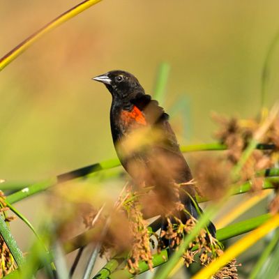 Red Winged Black bird