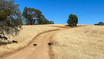 Wild Pig Crossing