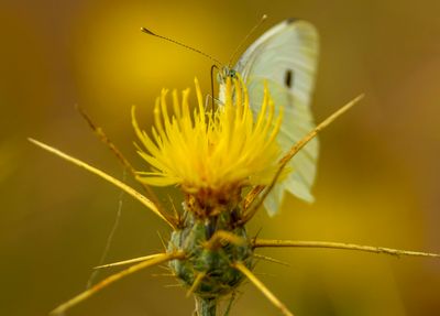 Cabbage Butterfly on the invasive Yellow Star Thistle