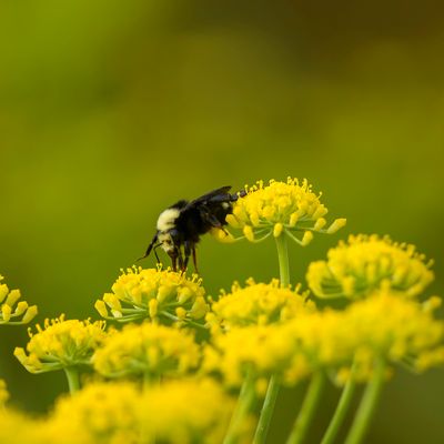 Tip-toeing on the Fennel
