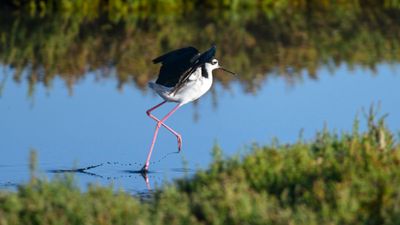 Skipping Black-necked Stilt