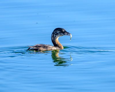 Pied-billed Grieb