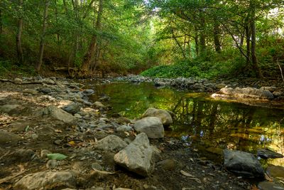 The serene Stevens Creek