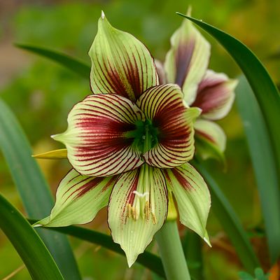 Butterfly Amaryllis