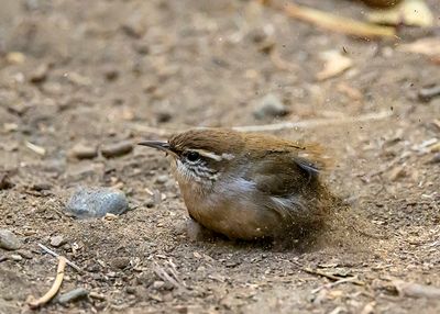 Dust Bathing