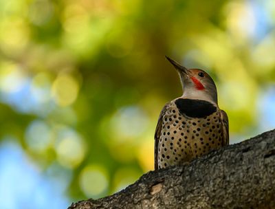 Northern Flicker