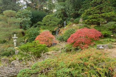 Fall colors at Hakone Estate and Gardens