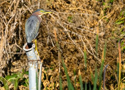 Green Heron