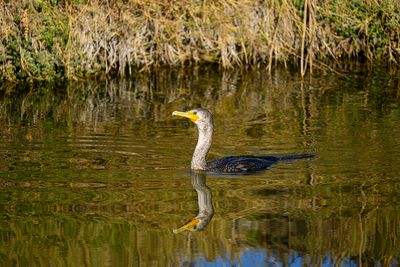 A Cormorant