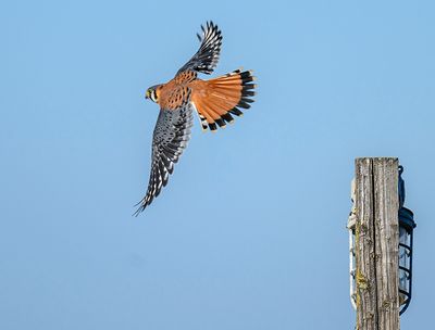 American Kestrel