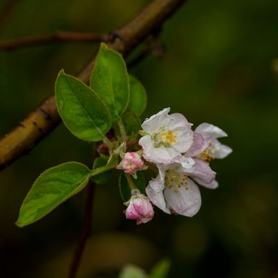 Rainy day Apple Blossoms