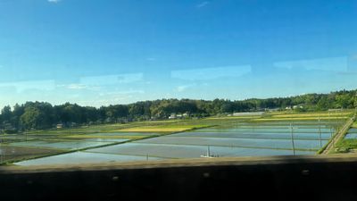 Rice Fields