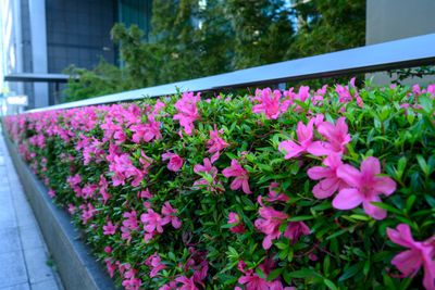 Azaleas