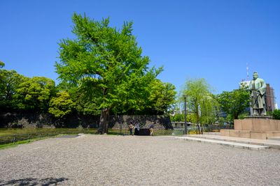 The Great Kanto Earthquake Ginkgo Tree