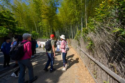 Arashiyama Bamboo Forest