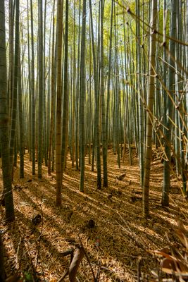 Arashiyama Bamboo Forest