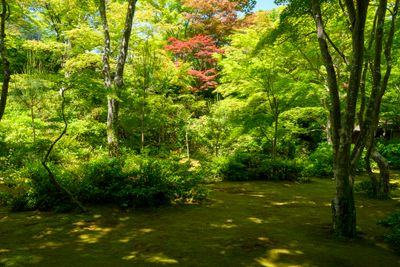 Okochi Sanso Garden