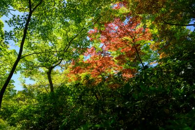 Red Maple