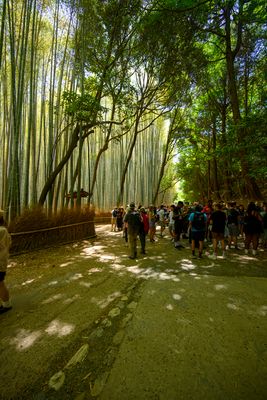 Arashiyama Bamboo Forest