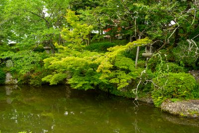 Pond