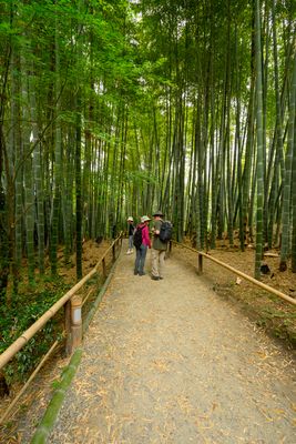 Bamboo Forest