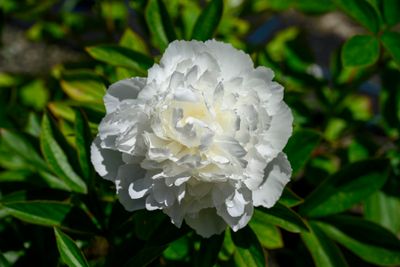 Peony garden