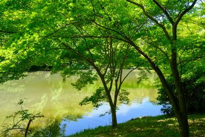 Pond