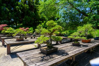 Bonsai