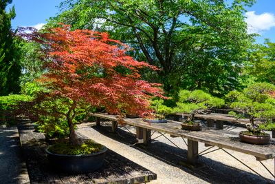 Bonsai