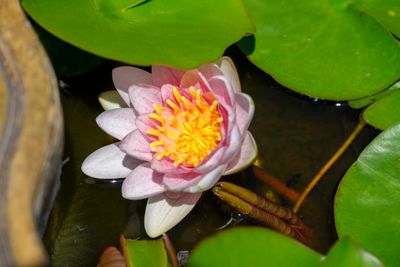 Water Lily