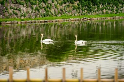 Swans