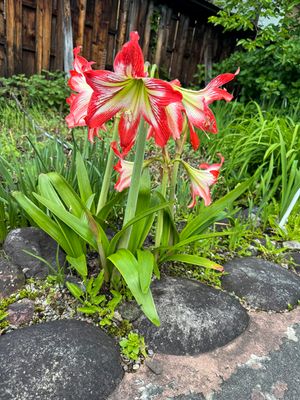 Amaryllis