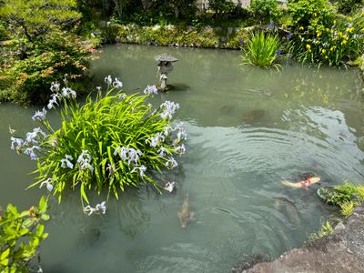 Family Koi Pond
