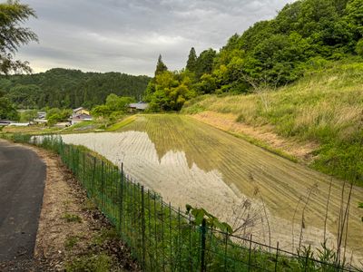 Rice fields