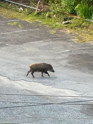 Running wild boar