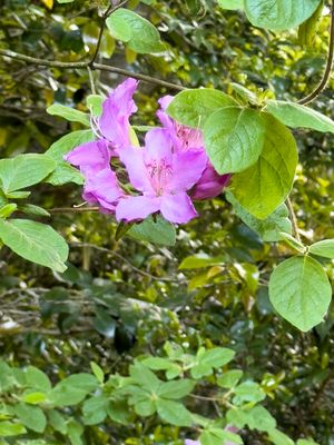 Rhododendron