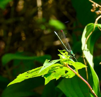 Damsel fly