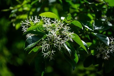 White Fringe Tree