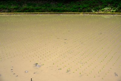Just planted Rice Field