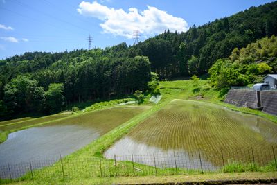 Terraced Rice Fields
