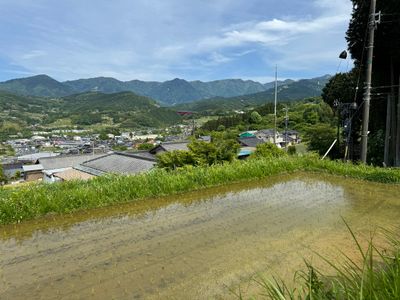 Rice fields